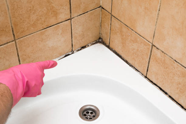 Best Black Mold Removal  in Glassboro, NJ